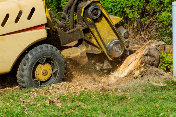 Professional Tree Service in Clewiston, FL